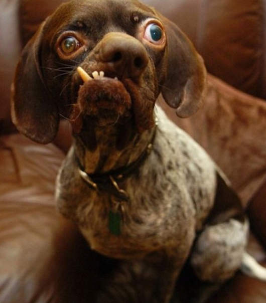 全球最醜狗~醜到超可愛！！