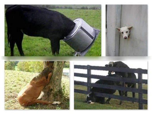 卡住了~卡住了...動物通通被卡住了!