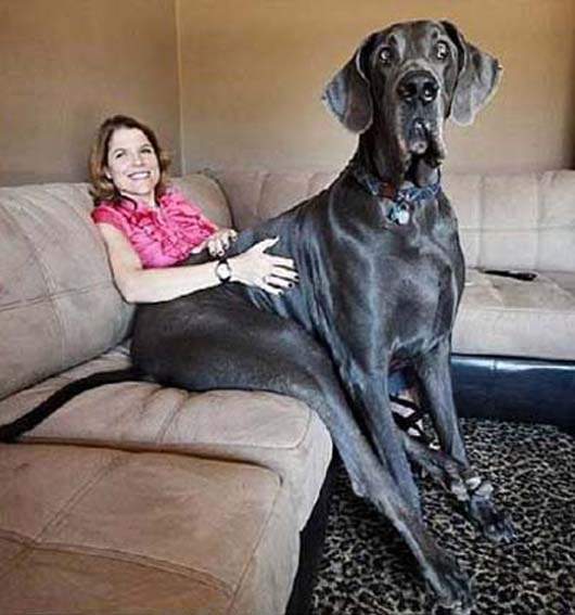 超級無敵大狗狗~比人還要大! 超級無敵大狗狗~比人還要大!