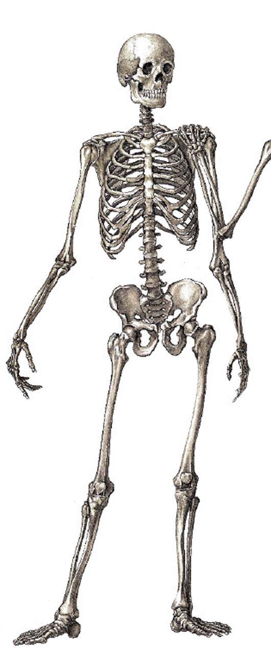 超詭異《人骨作品》! 超詭異《人骨作品》!