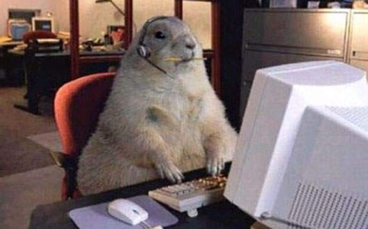 動物們也流行玩電腦啦~