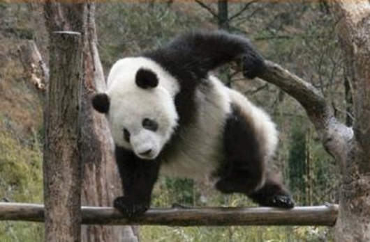 動物人形雄起吧! 動物人形雄起吧!