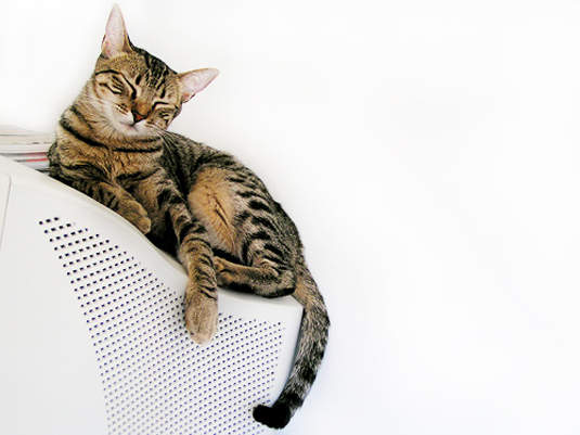 貓的！電腦狂是也！