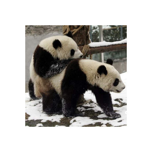 可能是史上最欠扁的熊貓~翻桌胖達!不用熊貓起司就翻桌!! 可能是史上最欠扁的熊貓~翻桌胖達!不用熊貓起司就翻桌!!