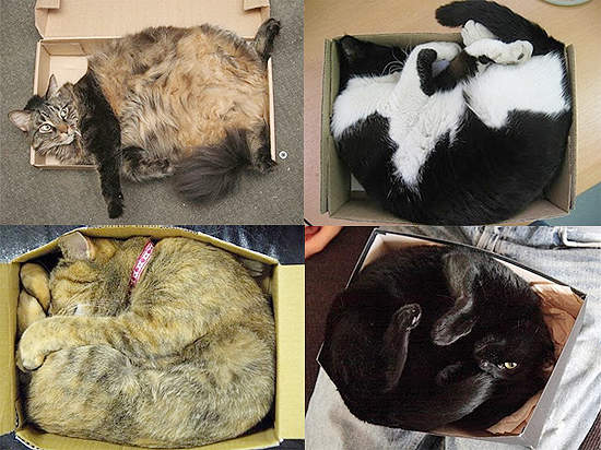 貓的！這才是開箱文好嗎！