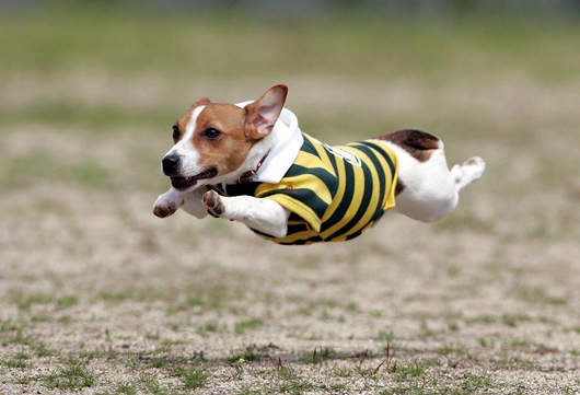 奔跑吧!飛行犬 席捲 日本寵物界 奔跑吧!飛行犬 席捲 日本寵物界
