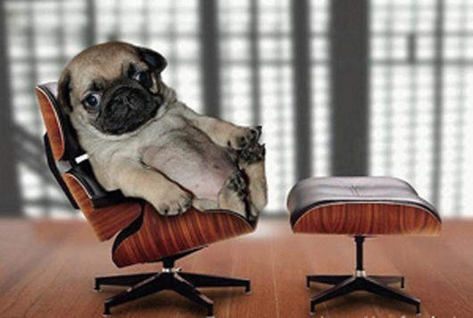 我最愛的狗狗 "巴哥" 超可愛的啦~ 我最愛的狗狗 "巴哥" 超可愛的啦~