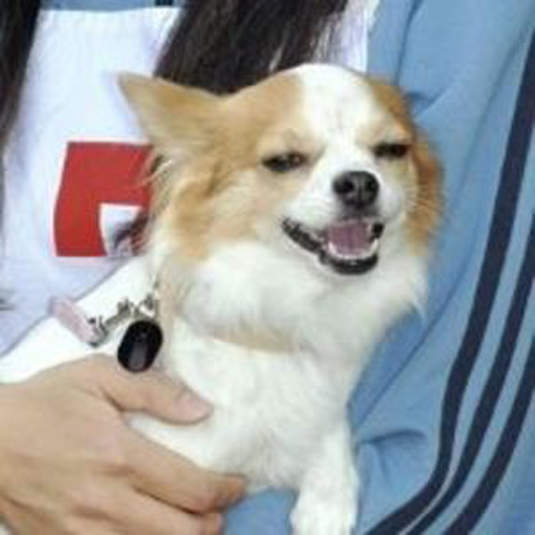 最可愛警犬:吉娃娃小桃 最可愛警犬:吉娃娃小桃