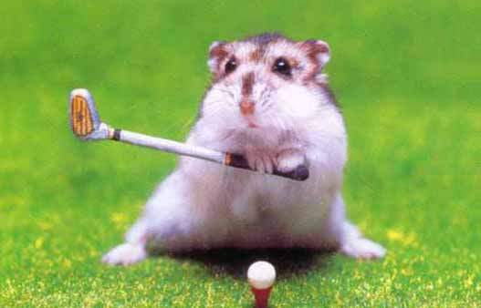 超級可愛小倉鼠~好想給你親一下！！