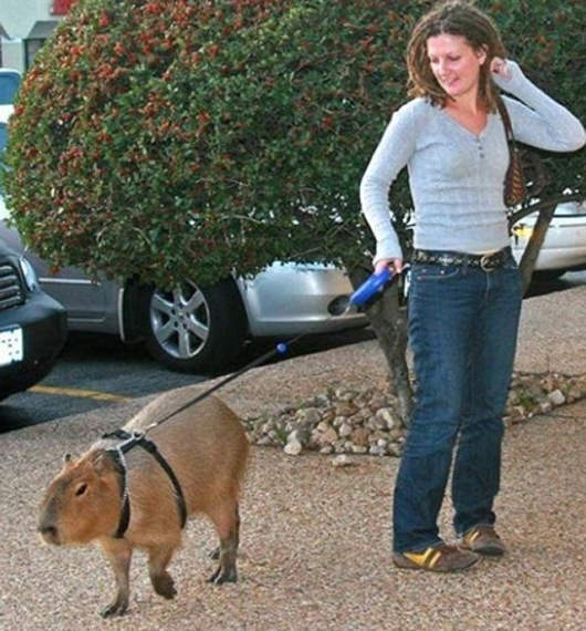 現在寵物不只有貓有狗~~~ 現在寵物不只有貓有狗~~~