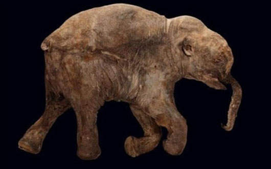 《長毛象》被凍結4萬年~ 《長毛象》被凍結4萬年~