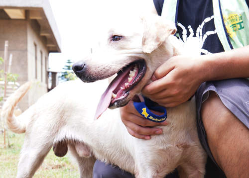  新屋收容所 不想被倒數計時的小生命們！
