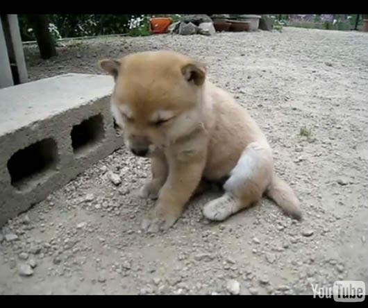 2010日本雅虎〝動物影片〞網友票選10大影片