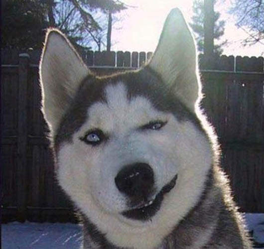 動物都會賊賊的笑~嘿嘿♥ 動物都會賊賊的笑~嘿嘿♥