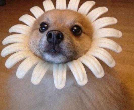 寵物花花頭套 揪卡哇伊的啦! 寵物花花頭套 揪卡哇伊的啦!