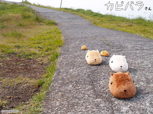 療癒系新星★《水豚君》（カピバラさん）報到！