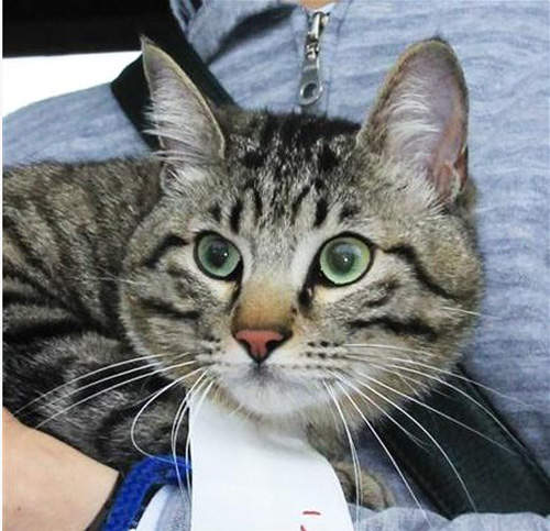 滋賀縣首任貓咪市長誕生　要請大家愛護動物喔～喵～