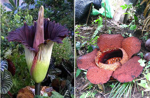 花香是屍臭味 神奇的《屍花》 花香是屍臭味 神奇的《屍花》