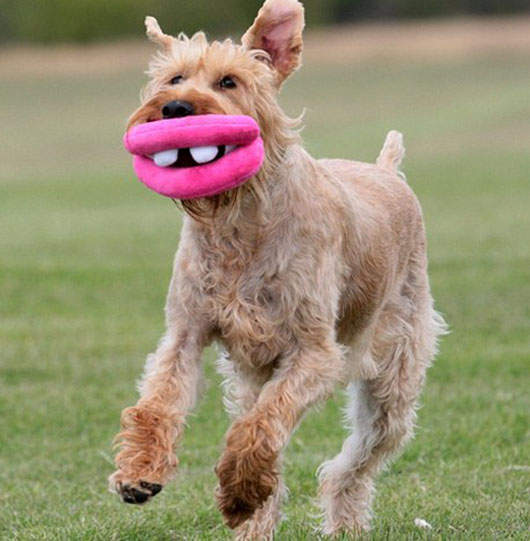 狗狗超厚性感香腸嘴 好想給你親下去❤ 狗狗超厚性感香腸嘴 好想給你親下去❤