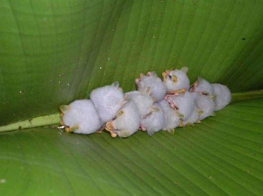 毛毛蟲般的可愛白嬰兒蝙蝠~ 毛毛蟲般的可愛白嬰兒蝙蝠~