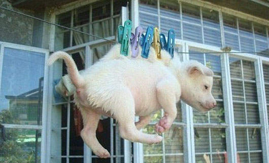 黃狗事件 這樣虐待動物是不行的…