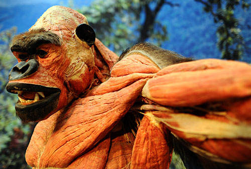 動物標本展 4月~9月科隆動物園與你一起探索奧秘