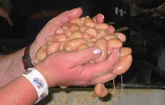 最叫人蛋疼的比賽:《世界睪丸烹飪大賽》 最叫人蛋疼的比賽:《世界睪丸烹飪大賽》