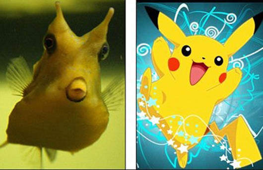 《角箱魨》嘟嘴像皮卡丘 《角箱魨》嘟嘴像皮卡丘