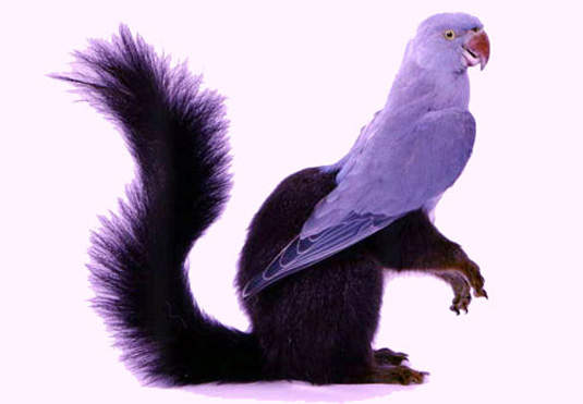 超詭異《動物拼貼》眼前的鳥不是鳥,你說的動物是什麼動物? 超詭異《動物拼貼》眼前的鳥不是鳥,你說的動物是什麼動物?