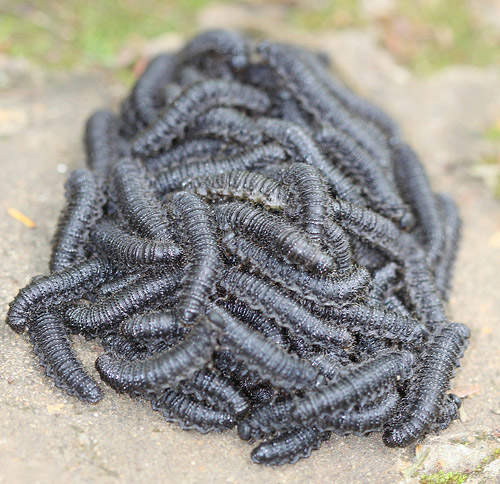 驚!里約熱內盧發現Ouroboros病毒...(誤) 驚!里約熱內盧發現Ouroboros病毒...(誤)