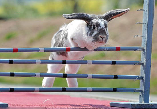 兔子跨欄大賽!是跳跳兔不是跳跳虎喔耶~ 兔子跨欄大賽!是跳跳兔不是跳跳虎喔耶~