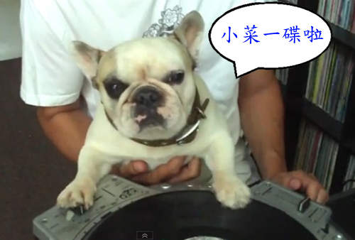 《DJ狗狗》奇狗奇事 鬥牛犬也能當DJ~ 《DJ狗狗》奇狗奇事 鬥牛犬也能當DJ~