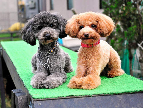 日本首次出現的《玩具貴賓警犬》也太可愛～♥