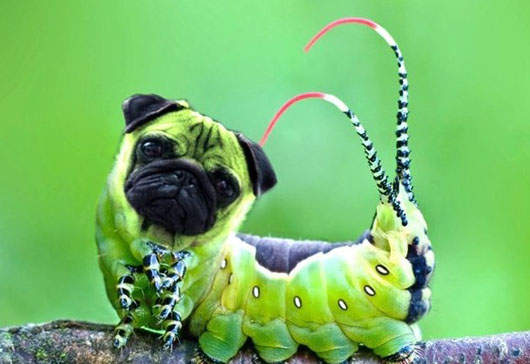 最強PS動物搞笑系列 最強PS動物搞笑系列