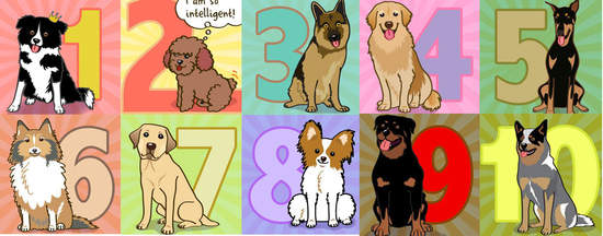狗狗 IQ 排行榜～汪！汪！