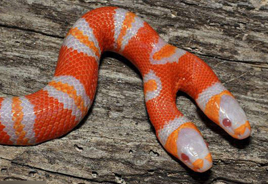 橘色雙頭蛇 看起來好鮮豔啊(抖) 橘色雙頭蛇 看起來好鮮豔啊(抖)