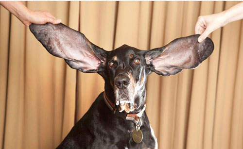 無奇不有的金氏世界紀錄  連這也有在比的喔?! 無奇不有的金氏世界紀錄  連這也有在比的喔?!