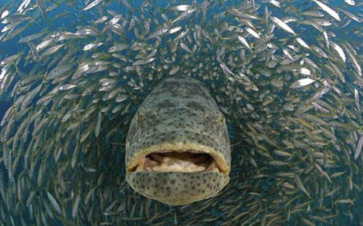 這隻魚？！確實是吃人的 《食人魚》