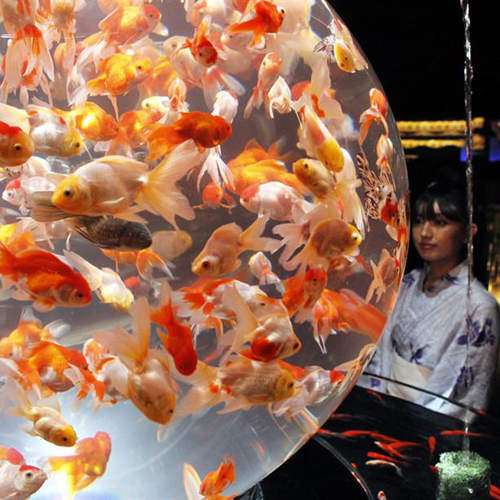 江戶時代的金魚鑑賞文化　陪你度過殘暑