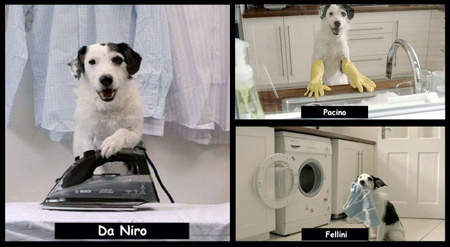 超級狗明星 十八般武藝樣樣通