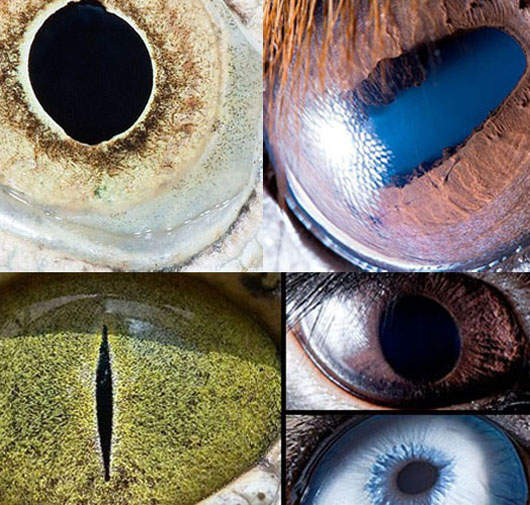 再靠近點~近處看動物的大眼吧@0@ 再靠近點~近處看動物的大眼吧@0@