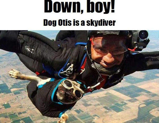 巴哥犬 跳傘《Otis》 9年內跳過64次