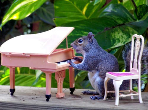 《松鼠界名模》就是你！（指）也太會擺POSE囉！