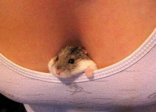 乳溝寵物 主人的駕駛艙好溫暖