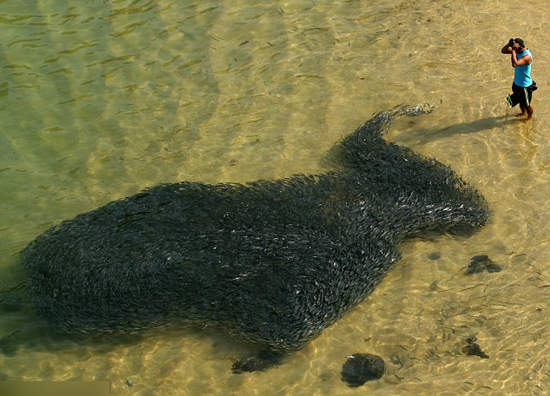墨西哥奇景 魚被海嘯趕進港? 墨西哥奇景 魚被海嘯趕進港?