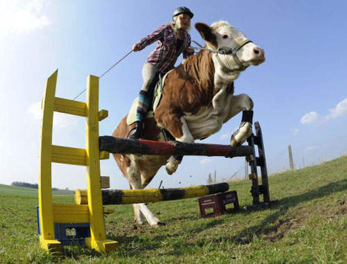 牧場少女把牛教成馬:哞~~~ 牧場少女把牛教成馬:哞~~~