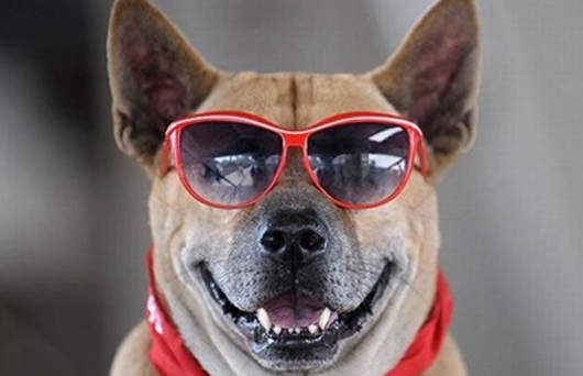 動物戴眼鏡 時尚又搞笑