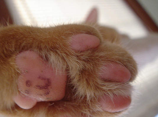 貓的！Show me your 貓肉墊