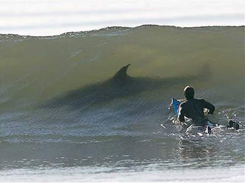 嗜血鯊魚 宰人就跟咬小黃瓜一樣簡單