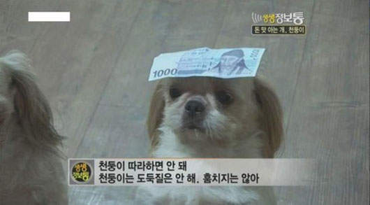 愛偷錢的小狗 被發現還知道自己做錯了?! 愛偷錢的小狗 被發現還知道自己做錯了?!